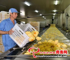 科技賦能產業升級，尤溪縣食用菌工廠化規?；l展駛入快車道